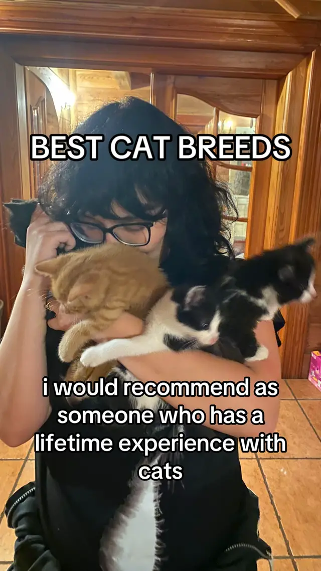 Seriously, if you are looking to get a cat—consider adoption if you aren’t already.  Cats are massively overpopulated. This means that millions of cats are homeless—living on the streets, in dumpsters, junkyards, and other unsafe environments, often dying prematurely due to preventable diseases, environmental dangers, wild animals, and humans. Shelters can only save a fraction of these animals, and they are already overflowing, which leads them to euthanize animals they can’t find homes for and don’t have the funds or space to support. Breeders are contributing to this overpopulation issue. Moreover, many artificial breeds inherently have serious genetically defined health problems—a result of selective breeding. In my personal opinion, purposely breeding animals that will definitely pass on health complications (e.g. munchkins) is not ethical. As a rescuer and shelter volunteer, I can tell you that you would be surprised how many British shorthairs, ragdolls, bengals, Siamese, and other 'fancy' breeds end up on the streets or in shelters alongside plain street tabbies—abandoned or neglected. So if you’re dead-set on a fancy breed, there are plenty of those in shelters, too, waiting to be loved again. That’s not to say that cats of these breeds are 'worse.' Of course not. They’re just as loving and deserving of love. But they will find homes. In fact, people will pay a lot of money to bring them home. And if that’s what you want to do, I won’t judge you or tell you that you’re wrong. But I do encourage you to give a chance to the cats that need it most. The cats that have never had a home, or those that have lost it. Especially consider the cats with the lowest adoption chances: seniors, disabled cats, special needs cats, bonded pairs… I promise that they will be forever thankful and they will show it by loving you back even harder.  #adoptdontshop 
