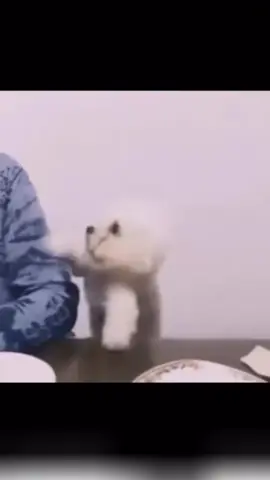 #dog #funnyvideos #funny 