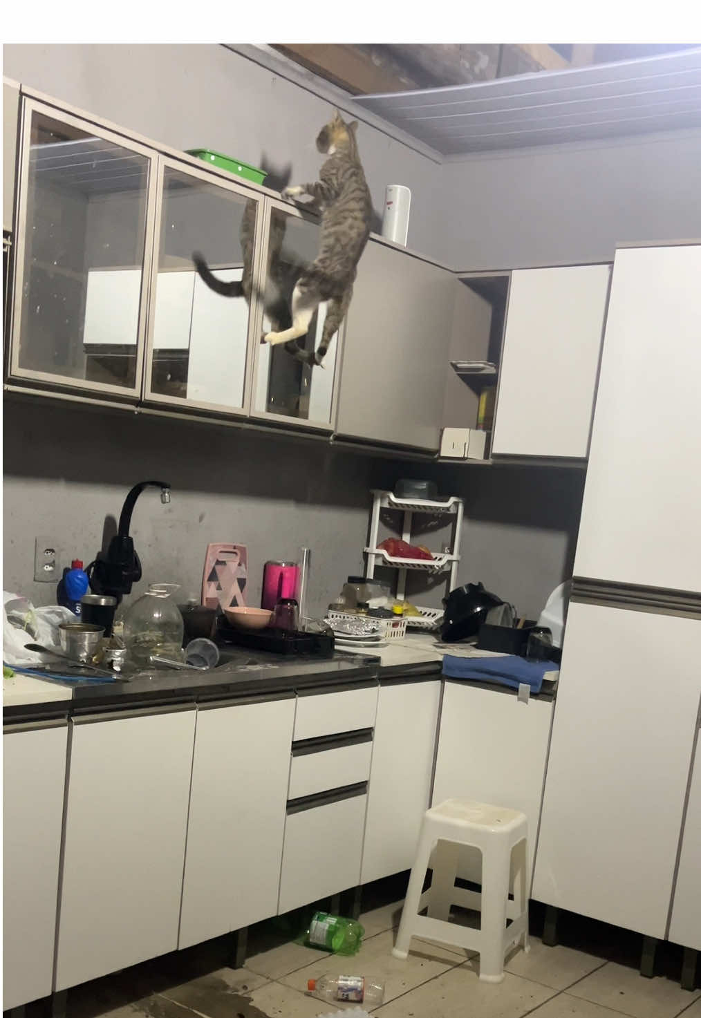 Fiz amizade e ajudei ele a sair seguro daqui 🙏🏻  #fy #fyp #viral #foryou #gato 