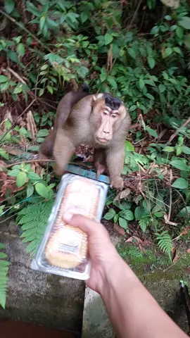 #monkey #animals #viralvideo #viraltiktok #🐒❤️❤️❤️ 