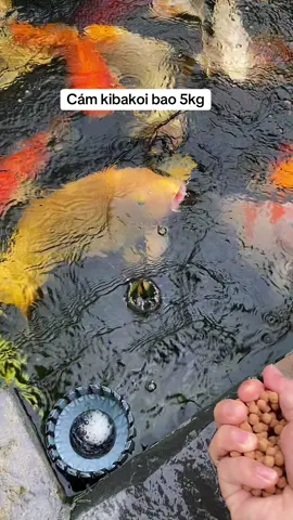 Cám kibakoi bao 5 kg #kibakoi #cakoi #cakoidep #xh 
