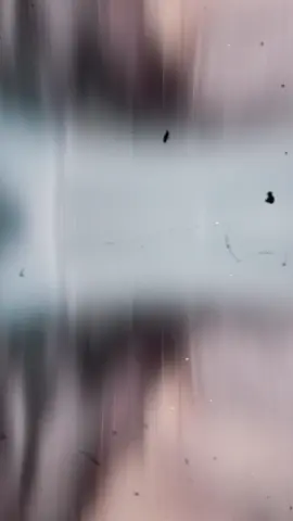 main kw burung #ksifypdulu #intanjaa #berandatiktok #CapCut 