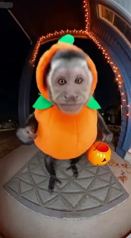 The last trick before the storm’s treat.🎃🐒😆 #sora #ai #monkey #halloween #fyp 