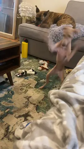 Greyhound core.#dog #funny #funnyanimals #fyp #greyhound 