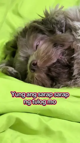 Tinapat ba naman sa kanya 😂 #dogsoftiktok #funny #cold #airconditioner #shihtzu 
