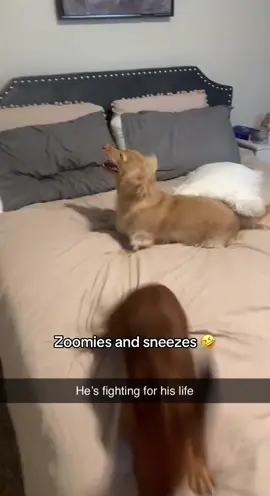 He had to get it all out 🤣 @I Can’t Even (🎥:brittanyraeann._/ig) 