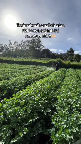 Populasi 28rb 57hst nampi milik sinareng rizky na yallah #mafiasayurciwidey #fyp 