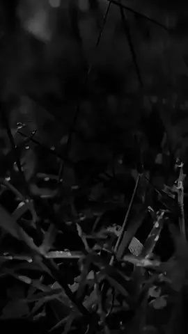 ini bukan tentang uang☕🫵🥃 #BLACK_ONEAL 