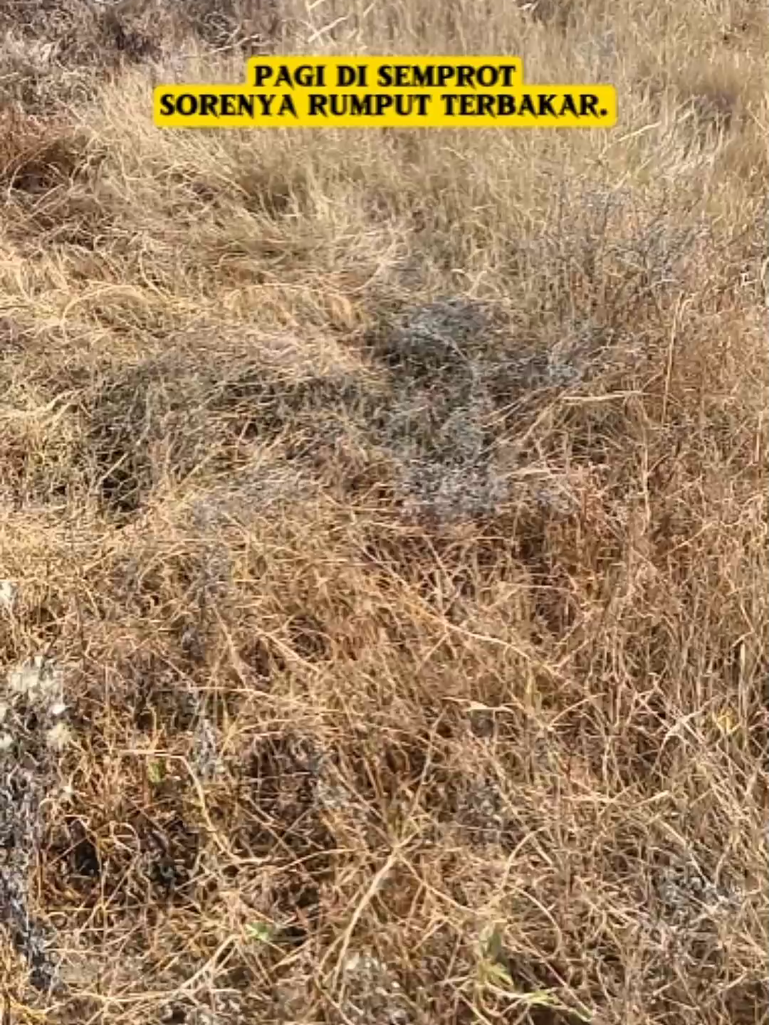 Basmi gulma tanpa ampun. #petaniindonesia🇮🇩🇮🇩🇮🇩🌿🌿 #pembasmi #winsa