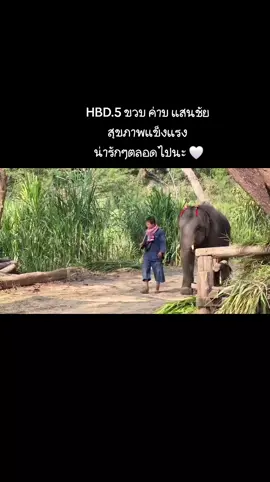 เจ้าบงขนของแม่แสนดี โตจะเป็นหนุ่มละ 5 ขวบแล้ว 💕 #พลายแสนชัย #ควาญจอนแสนชัย🐘💕 #พลายแสนชัยลูกแม่แสนดี #ศูนย์อนุรักษ์ช้างลําปาง 