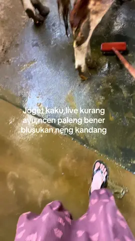 ojo huek” lo yo😭😅#peternakmuda#sapi#sobatngaret 