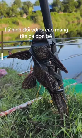 Tử hình đối với bị cáo mang tên cá don bể #câucagiaitri #caucatramden #câu_đài #cauca #hocauk08 