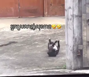#funnyvideos #អ្នកស្រលាញ់សត្វចិញ្ចឹម 