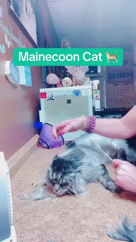 This Majestic Mainecoon joined us during our 3rd annual Dragon Festival this year… The Beauty of these cats can be breathtaking at times🌸 #catgroomer #mainecooncat #catgroomingsalon #groomertogroomer #petgrooming 