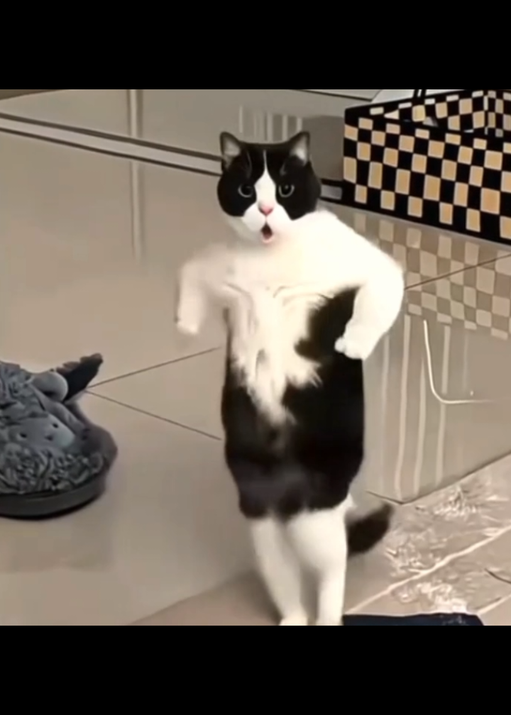 Ay mi gatito miau miau