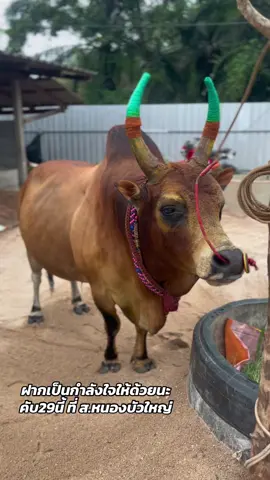 #ลังสาดลูกเจ้าฟ้าวันมีชัย_อ้ายทองดี #ค่ายโคน้องมิลินนายหัวอิฐ_ทุ่งสง #ฟีดดดシ 