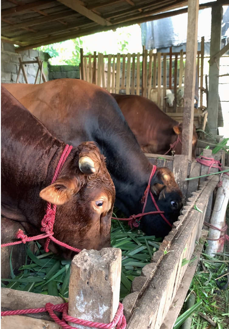 Siap guss#peternakmuda #fyp #peternaksapiindonesia #foryou 