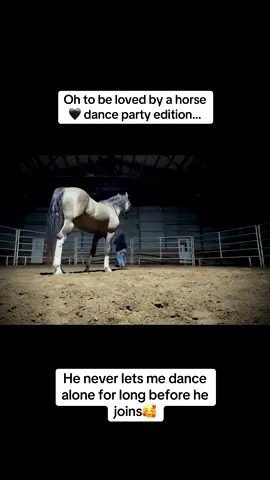 #leothesparklypony #horsetok #dancing #equestrian #horses 