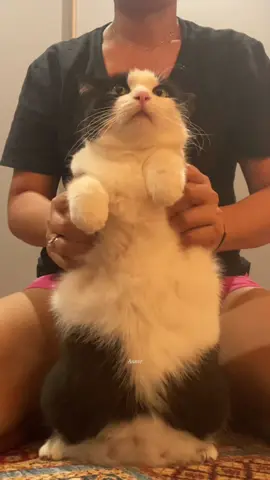 เพลงอะไรของมี้อีกเนี่ย😔#cats#เทรนด์วันนี้#เต้น#แมว 