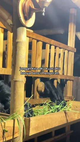 #fypage #peternakmuda 