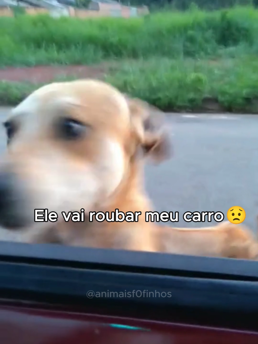 cachorros caramelos são incríveis kkkkkkk ib: campeaode86 (primeiro vídeo) #fofo #cachorro #animaisfofos #gatos #cachorrocaramelo 