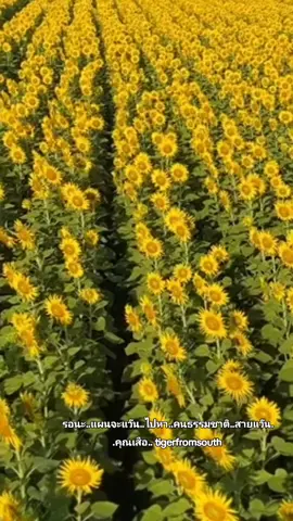 #ธรรมชาติ #ธรรมชาติบําบัด #สายแว้น #เทรนด์วันนี้ #สตอรี่ความรู้สึก #คุณเสือ #tigerfromsouth 