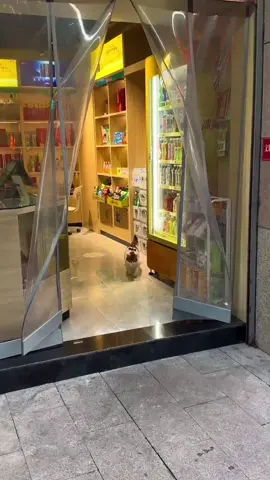 #creatorsearchinsights #petlover #catlover 