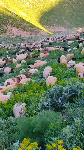 #اللهم_صلي_على_نبينا_محمد #اللهم_صلي_على_نبينا_محمد 