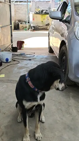 ခြံလေး လုံအောင် ဆိုပီးမွေးထားတာ  ကိုယ့်ကောင်က သူ့ကျွေးထားတာ ကိုမစားပဲ ကောင်မတကောင် ကို ခေါ်ခေါ်ကြွေး  ကြာတော့  ဟိုကောင်မက နေ့လည်ဆို  ကော့ကော့ ကော့ကော့ နဲ ့ ခပ်တည်တည် သူ့အစာ   ဝင်စား ညဆို ကိုယ့်ကောင် က အပြင် ထွက်အိပ် ကောင်မက ဆိုင်ထဲ ဝင်အိပ် လုပ်နေကြ လို ့ ခေါ် ဟောက်ထားတာ 