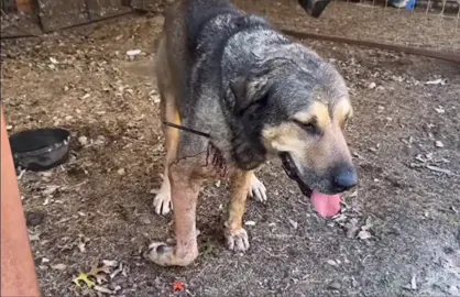 Rip bear #rip #lly #bear #armsfamilyhomesead #dog 