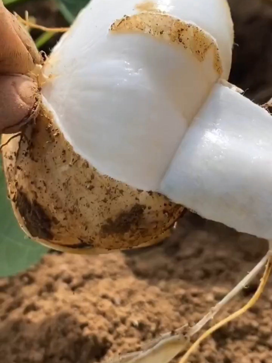 #มันแกว#สดๆจากสวน #ปลูกง่าย #ชาวสวน 