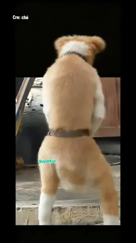 giật mình à #quynhkun 