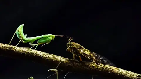 #trainúik9 #sunghuong #hmoobtiktok 