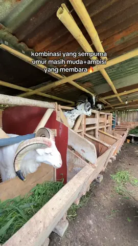 nyalakan apinya abangku🔥 #peternakmuda #dombagarut 