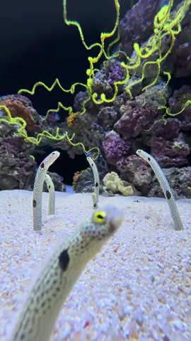they are so cutesies #fyp #aquarium #ocean #portugal #Summer 
