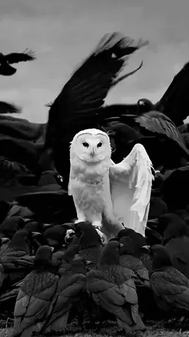 เรียกข้าว่าอีกา#ซูซูรัน 