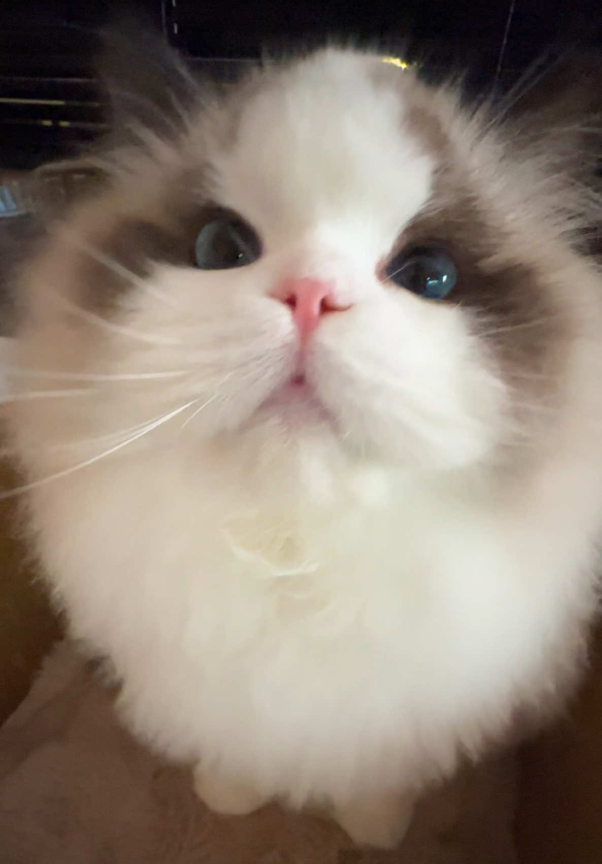 Ragdoll new face หน้าจุมุ๊ ผปค กระเป๋าหนักเชิญทางนี้เลยค่า 🥰  #ragdoll #ragdolls #ragdollcat #แร็กดอลล์ #แมวนําเข้า 