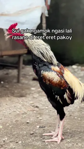 Eh nganti lali rasane🫢🤪#fypシ゚viral #promomakan1111 