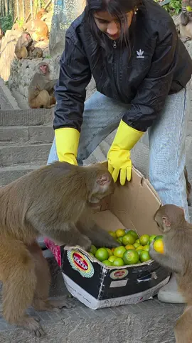 The monkey is searching in the box for an orange that has ripened and fallen after turning green 😁