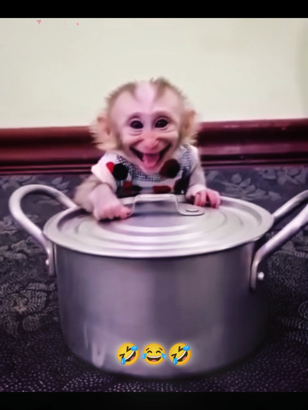 😂🤣 funny #funny #videofyp #Viral #😂 