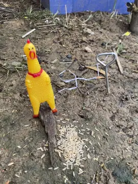 Mới tuyển được con gà mồi gọng đồng song ae ạ 🤣#xuhuong #xuhuong #garung 