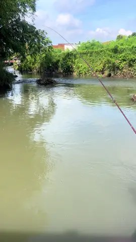 mberottt syahdu🤩#microfishing #mancingliar #mancing #purwokerto #fyppppppppppppppppppppppp 