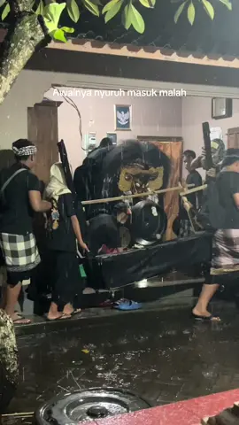 Berakhir semua dikajang😭🤣 #barongbangkung #galungan #fyp 