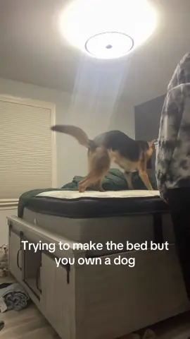 He said no I mess it up more #gsd #DOG #doglove #wow #BUGGY 