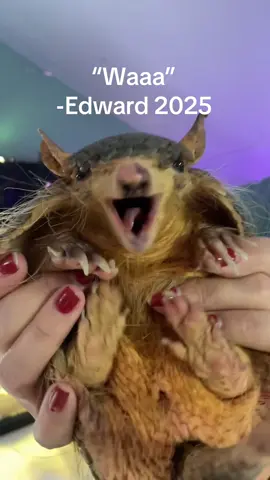 Controversial words from the screaming hairy #armadillo #screaminghairyarmadillo #cute #animal #fypシ 