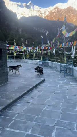 #bichara gidda acap ra Prahari ko sahayog le surachit thauma lagera chodda pani 3 din pachi hamro maya ra gau lai samjera farkera aayecha #koto Manang