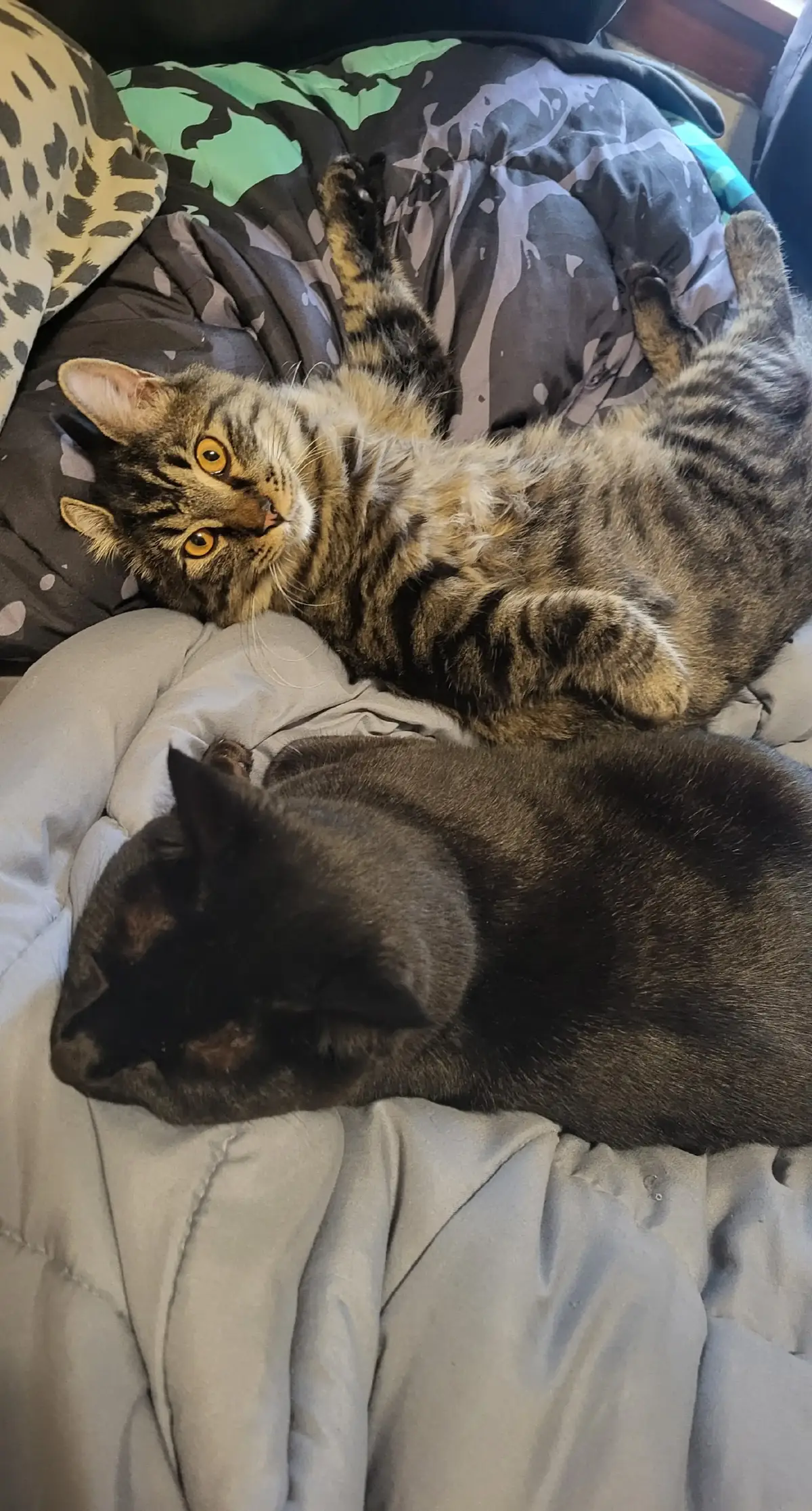 #cats #kitty #tabby #blackcat