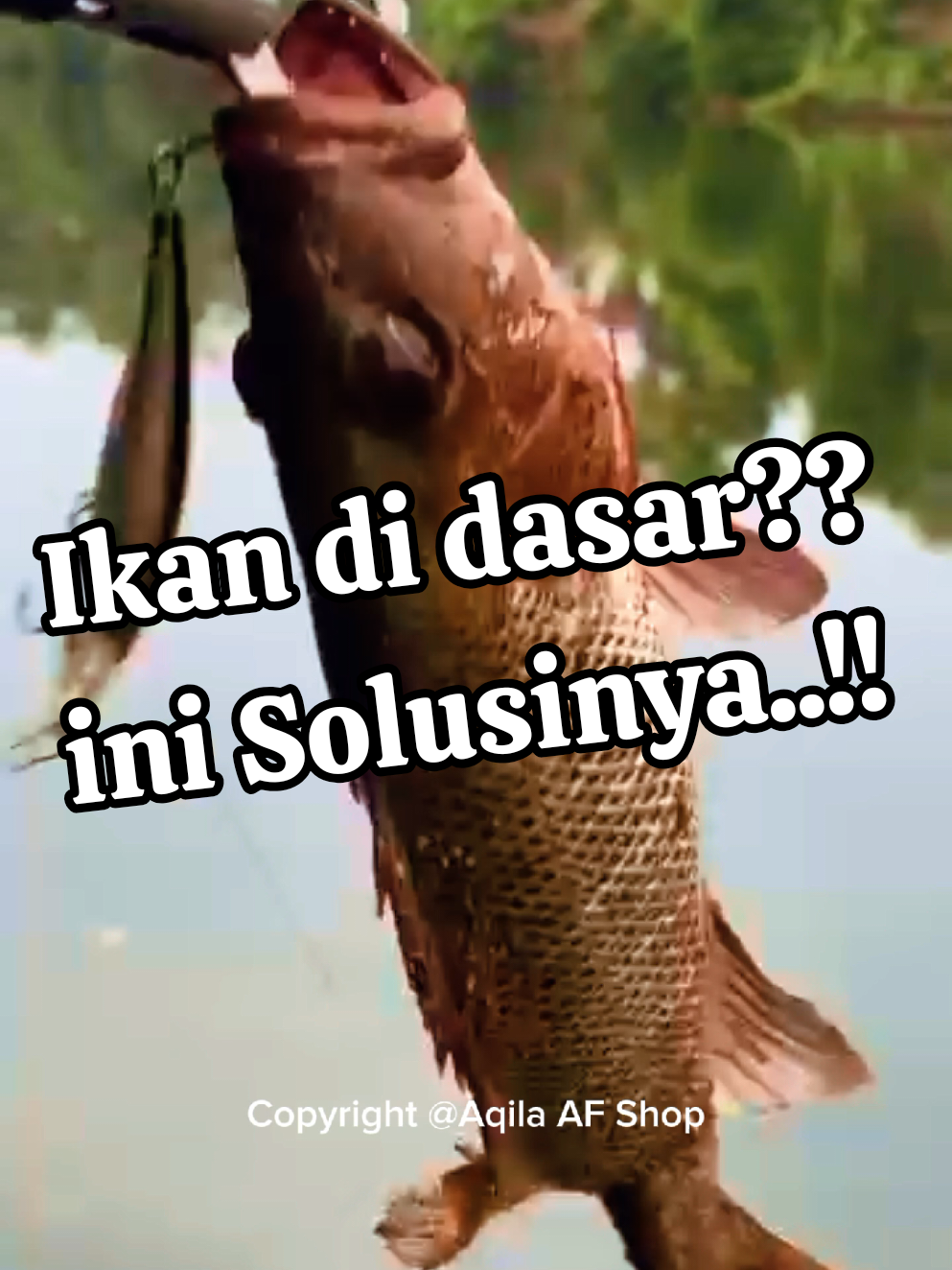 Order disini 👉@Aqila AF Shop  Minnow utk target ikan dalam yg sulit nyamber umpan atas, ini efektif Riptide Fenrir #minnow #umpancasting #castingfishing🎣 #mancing #mancingmania 