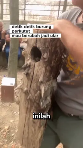 perubahan hujud #fyppppppppppppppppppppppp #viraltiktok 