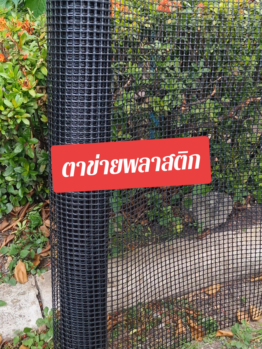 ตาข่ายพลาสติกทรง4เหลี่ยม ติดล้วมสวน ล้อมกรงไก่กรงนก ติดตามระเบียงบ้านกันแมวกันนก ทนทาน แข็งแรง มี2สี ยาวเหยียด กว้าง90ซม.#ตาข่ายพลาสติก #ตาข่ายพลาสติกร้อมรั้ว #ตาข่ายล้อมไก่ #ตาข่ายพลาสติกล้อมรั้ว #tiktokshopครีเอเตอร์ 